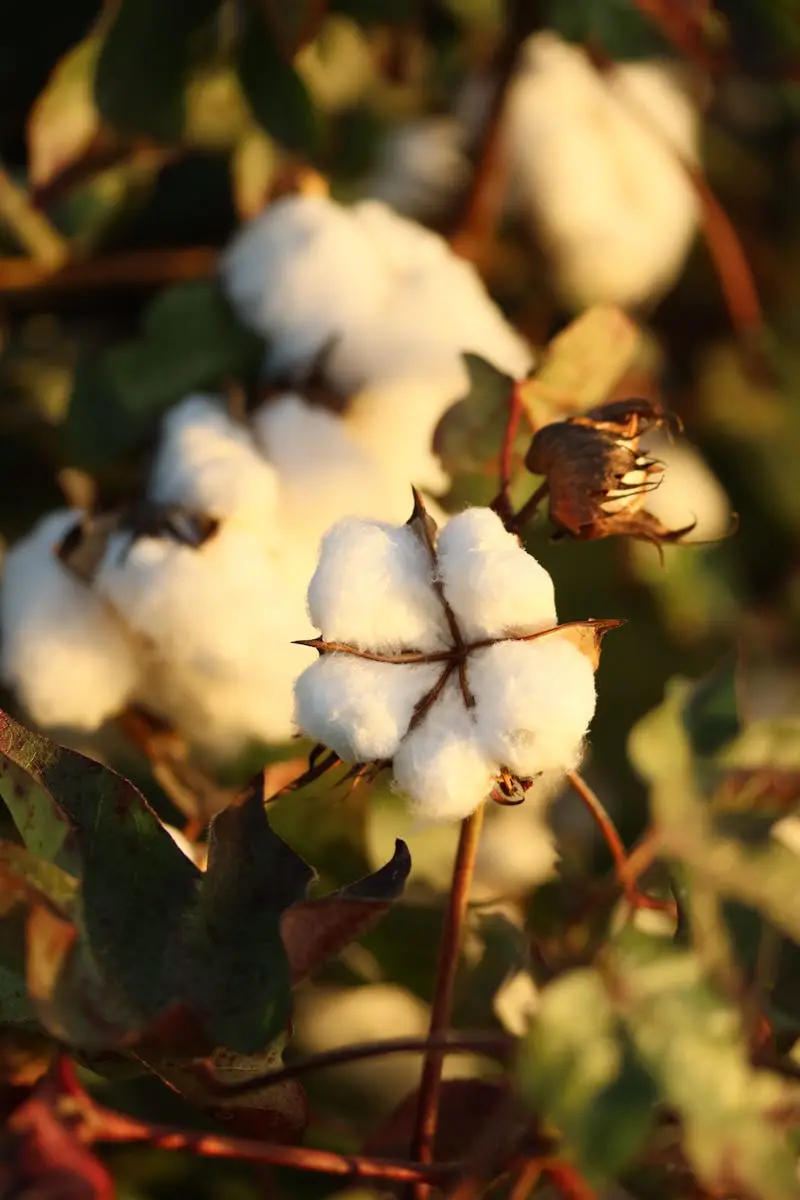Photo by Ryan Lansdown Detailed view of cotton bolls on a plant during a warm sunset.